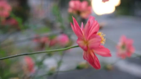 Tropical wild flower in the wind Stock Footage 269340128