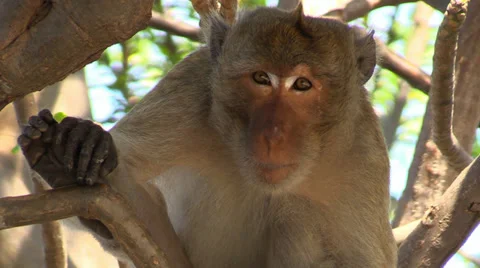 Tropical wild Monkey on the tree, close up Stock Footage 34924756