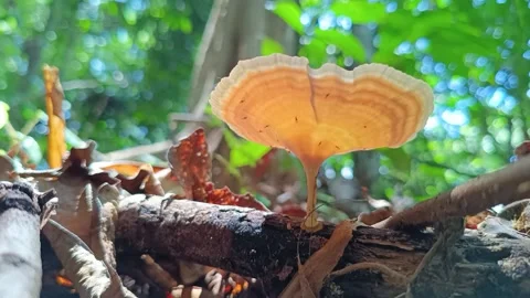 Tropical Wild Mushroom Growing on Decaying Wood Stock-Footage 332882053