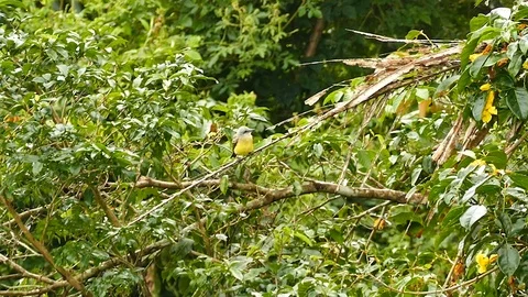 Tropical wild setting of trees and palm leaves plus one bird Stock Footage 123623615