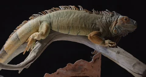 Tropical wildlife, massive lizard is sitting on top of a tree branch, looking 4k Stock Footage 158165152