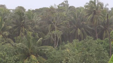 Tropical wind and rain drops falling on the green palm tree leaves in Thailand Stock Footage 74401000
