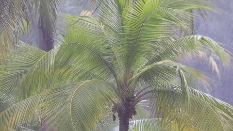 Tropical wind and rain drops falling on the green palm tree leaves in Thailand Stock Footage 74940653