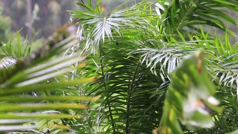 Tropical wind and rain drops falling on the green palm tree leaves in Thailand Stock Footage 77640014