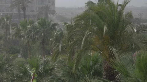 Tropical wind and rain drops falling on the green palm tree leaves . Hurrican Stock Footage 100843329