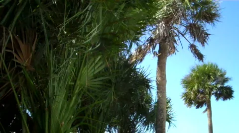 Tropical wind Video stock 637895