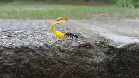 Tropical work ants marching and carrying colored flowers and leaves. Concept. Stock Footage 157291588
