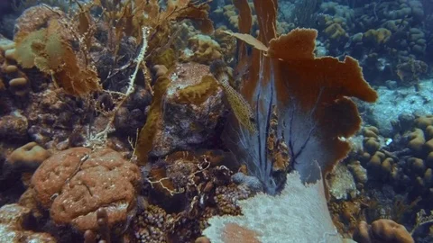 Tropical world underwater Stock-Footage 77630141