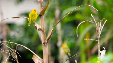 Tropical yellow bird in a dry tree Stock Footage 57410107