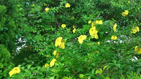 Tropical yellow flowers Stock Footage 303635183