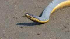 Tropical yellow sea snake on the sand Stock Video Pond5