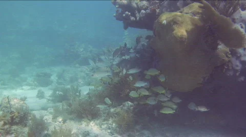 TropicalFish Stock Footage 718438