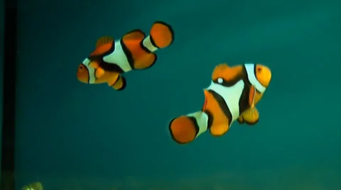 TROPICALFISH IN A TANK 02 Stock Footage 39409718