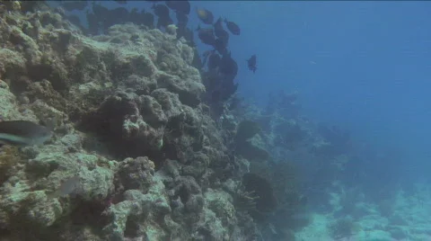 TropicalFish2 Stock Footage 719255