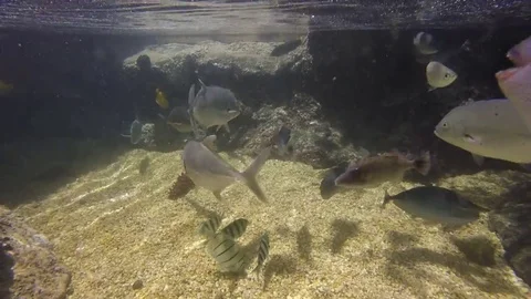 TropicalFishCirculatingUnderwater Stock Footage 106400287