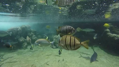 TropicalFishUnderwaterinTidepool Stock Footage 105880958