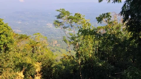 Tropicalforestlandscapewithmountainrangeindistance Vídeo Stock 331657100