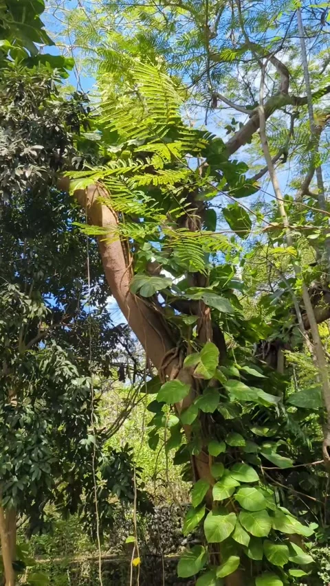 TropicalTree Video stock 233555459