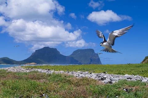 Tropicbird Stock Photos