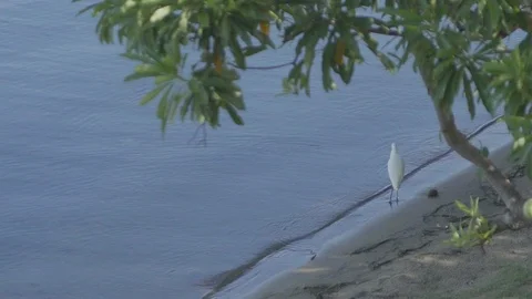 A tropicle bird on the beach Stock Footage 104192294