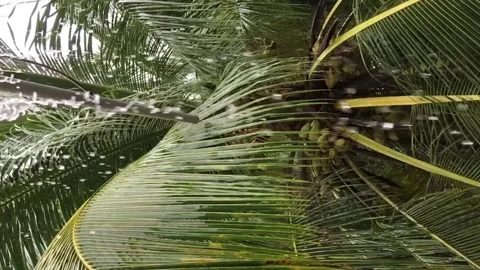 Tropics in motion: Slow-motion rain on coconut palms Vídeo Stock 240265452