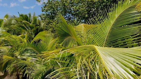 Tropics, palm branches. The sun in the Seychelles. Stock Footage 101828065