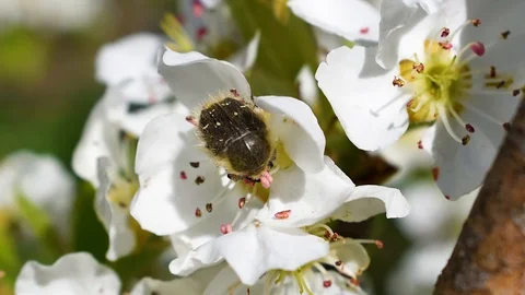 Tropinota hirta beetle while eating flower. Stock Footage 128186319