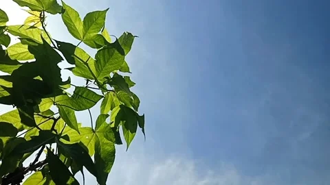 Tropis Blue Sky Видео 209183692