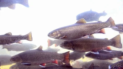 Trote video Video stock 76495659