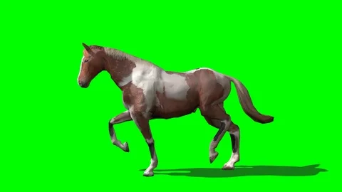 TROTED HANDMADE HORSE Stock Footage 113205946