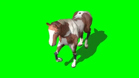TROTED HANDMADE HORSE Stock Footage 113206057