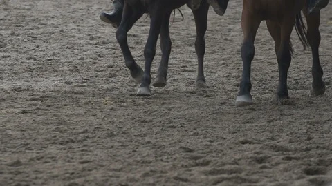 Trotting horses Video stock 86519603