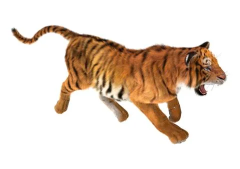 Trotting tiger Stock Illustration