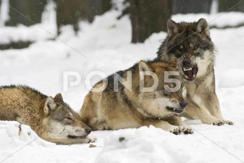 Trouble In The Wolf Pack In Winter (Canis Lupus Lupus), Wildpark Poing Wildli
