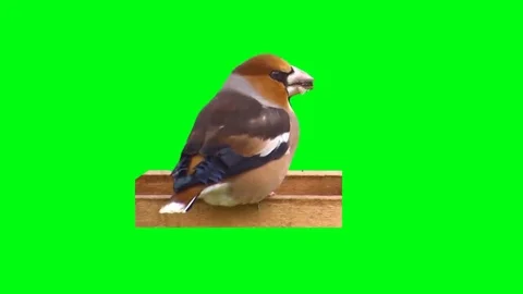 At the trough Bird Stock Footage 69216685