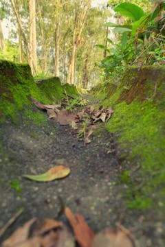 Trough Blooming In The Forest Stock Photos
