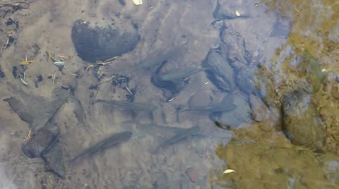 Trout 1 Stock Footage 983113