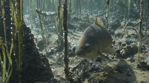 Trout among the aquatic plants of the spring lake, Italy Stock Footage 127065789