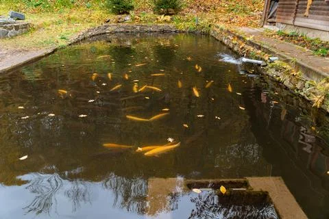 Trout and char in the fish pool. Stock Photos