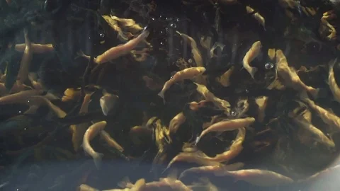 Trout. Breeding fish in wildlife Stock Footage 74869472