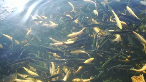 Trout. Breeding fish in wildlife Stock Footage 74870128