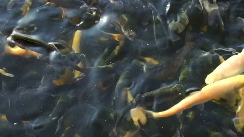Trout. Breeding fish in wildlife Stock Footage 74870607
