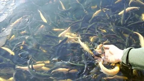 Trout. Breeding fish in wildlife Stock Footage 74870719