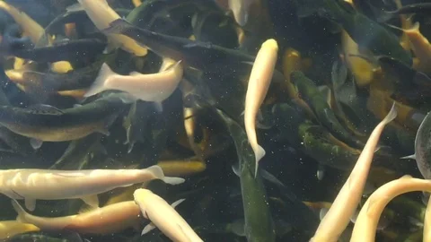 Trout. Breeding fish in wildlife Stock Footage 74871311