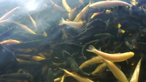 Trout. Breeding fish in wildlife Stock Footage 74871733