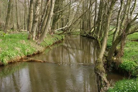 Trout brook Foto stock