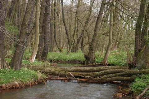 Trout brook Stock Photos