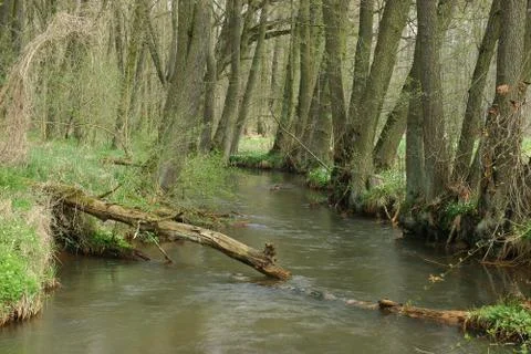Trout brook Stock Photos