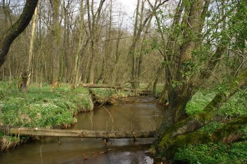 Trout brook Foto stock