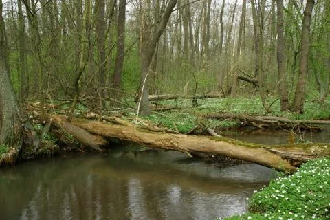 Trout brook Stock Photos